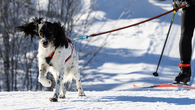 Bild som
visar draghund som drar längdskidåkare efter sig. Foto: Mari R.
Nordstrand 